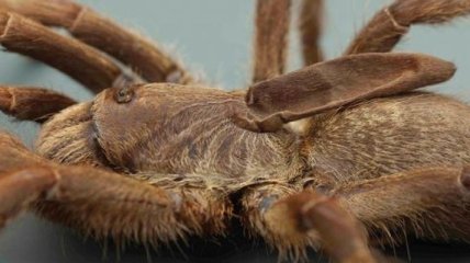 "Рогатый" Ceratogyrus attonitifer: найден новый вид паука