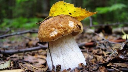 Белые грибы помогут избежать ожирения
