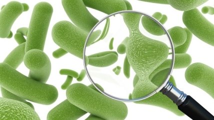 Кишечные микробы защищают организм от более опасных бактерий