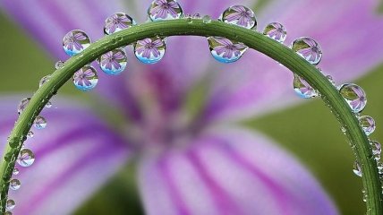 Потрясающая красота: отражения цветов в капельках росы (Фото)