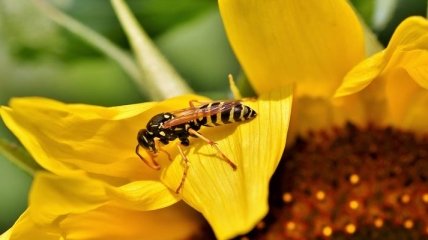 Полезный паразит: осы редкого вида будут использоваться в борьбе с вредителями