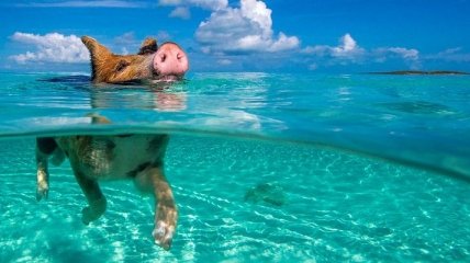 Веселая жизнь свинок на Багамах (Фото)