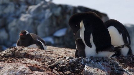 Неизвестное заболевание убивает пингвинов