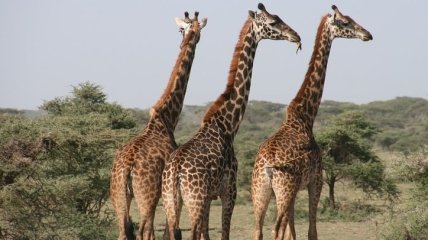 Жирафы оказались под угрозой вымирания