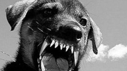 На Житомирщині собака покусала бабусю: власнику загрожує два роки покарання за відкриту калитку