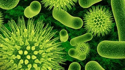 Оптимальный возраст смерти могут определить микробы человека