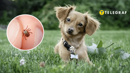 Домашние любимцы уязвимы к членистоногим