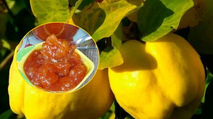 Варенье из айвы (видео)