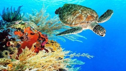Экологи оценили, как деятельность людей повлияла на Мировой океан