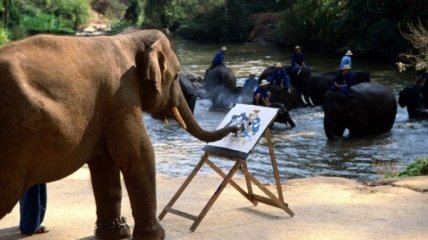 ВИДЕОпозитив: слон рисует слона