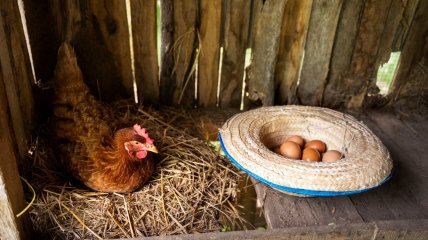 Курица рядом с яйцами