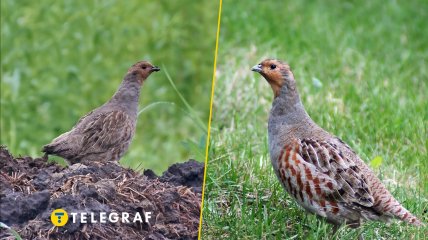 Серая куропатка