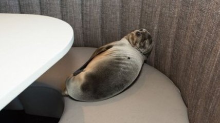 Голодный детеныш морского льва проник в ресторан в Сан-Диего