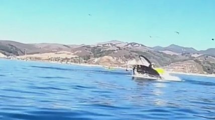 Впечатлений на всю жизнь: в Калифорнии кит чуть не "проглотил" двух каякеров (Видео)