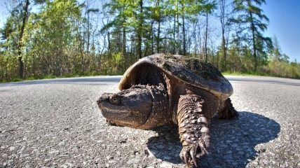 Ученые намерены "воскресить" гигантскую черепаху