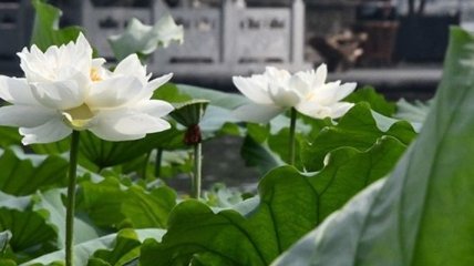 Тайханские цветы: в Китае обнаружили целую плантацию исчезающих растений 