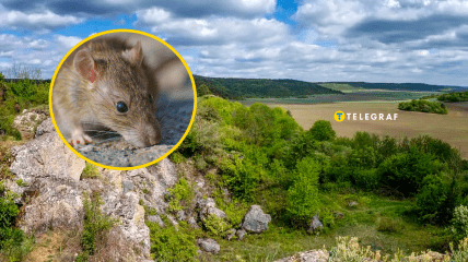 Мышки расплодились в Тернопольской области
