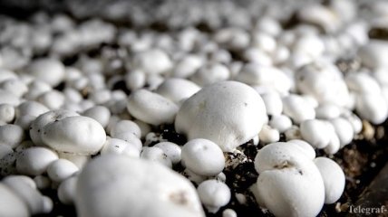 Гигантский гриб побил рекорд Украины