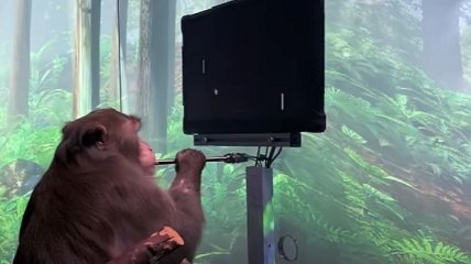Мавпа з чіпом від компанії Ілона Маска справді навчилася грати у відеоігри — опубліковано відео