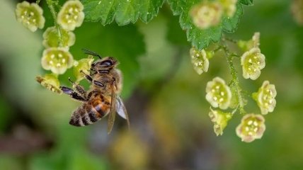 Сад та город буквально оживуть при поселенні корисних бджіл