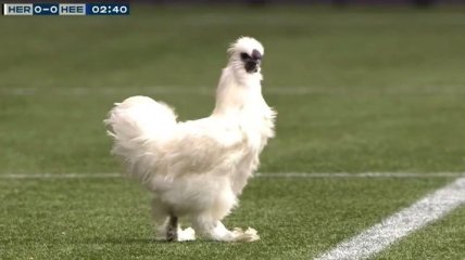 Курица едва не сорвала футбольный матч (Видео)