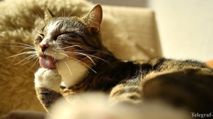 В Ухане ветеринары обнаружили коронавирус у 15% кошек