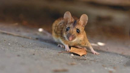 Мышам во дворе не место