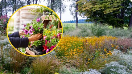 Небезпечні рослини