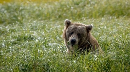 Власти убили последнего в стране медведя