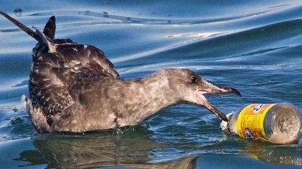 Ученые: Желудки морских птиц забиты пластмассой 