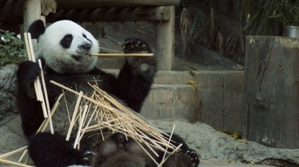 Не были вегетарианцами: Новое исследование пролило свет на происхождение панд