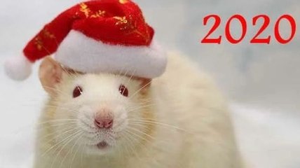 Год Белой Крысы: чего нужно опасаться знакам Зодиака в 2020 году