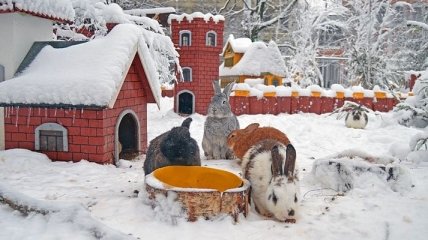 Город кроликов, в котором мечтает побывать каждый (Фото) 