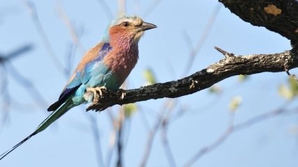 В Украине нашли редчайшую голубую птицу: фото