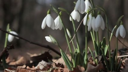 Весна уже пришла? Какой будет погода в Украине до конца недели