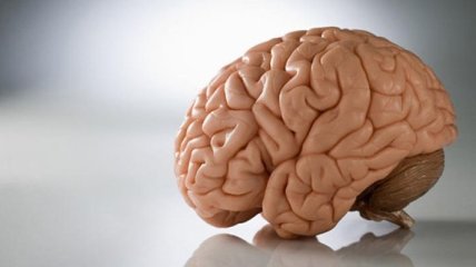 На голодный желудок мозг работает лучше