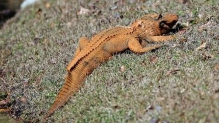 "Трампигатор": в США заметила оранжевого аллигатора (Видео)