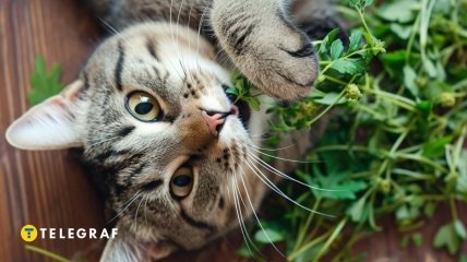 Котяча м’ята - це не просто трава (фото створене з допомогою ШІ)