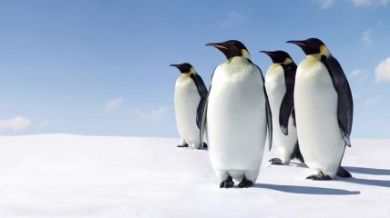Большинство пингвинов вымрут к концу века из-за изменений климата 