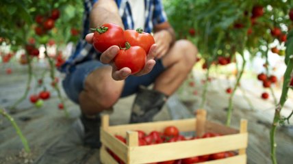 Завалить урожаєм томатів