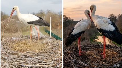 Аисты. Фото с камеры видеонаблюдения за гнездом
