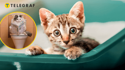 Кошки социальные и умные животные