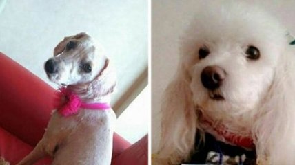Собаки до і після того, як їх врятував від вуличного життя чилієць Давид Фернанде