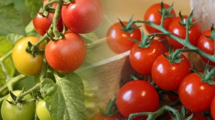 Куда спрятать томаты и как ускорить их дозревание дома