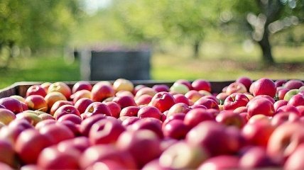 Молодильные яблочки: уникальные свойства для похудения 