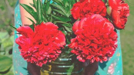 Пионы - главное украшение сада