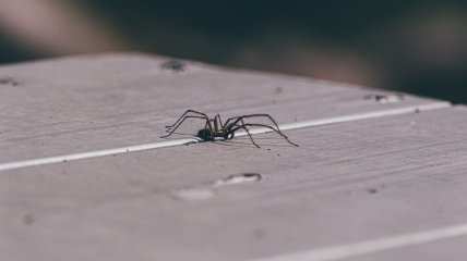 Павуки – небажані гості у вашій оселі
