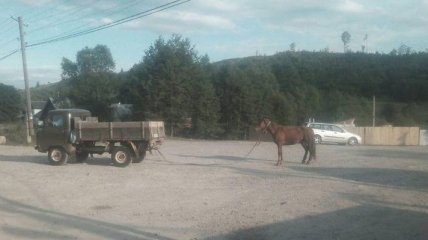 На Закарпатье пьяный лесник привязал коня к машине и волок его по асфальту 