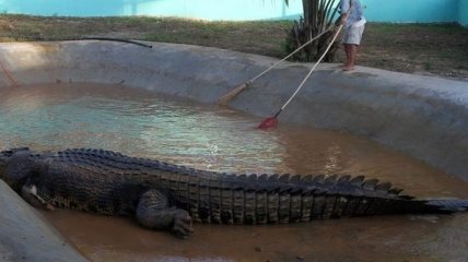 Шестиметровый филиппинский крокодил признан самым болшим в мире
