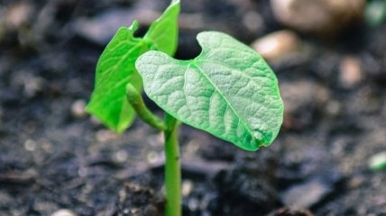 "Сможем лучше понять": ученые проследили за процессом роста созревания семян